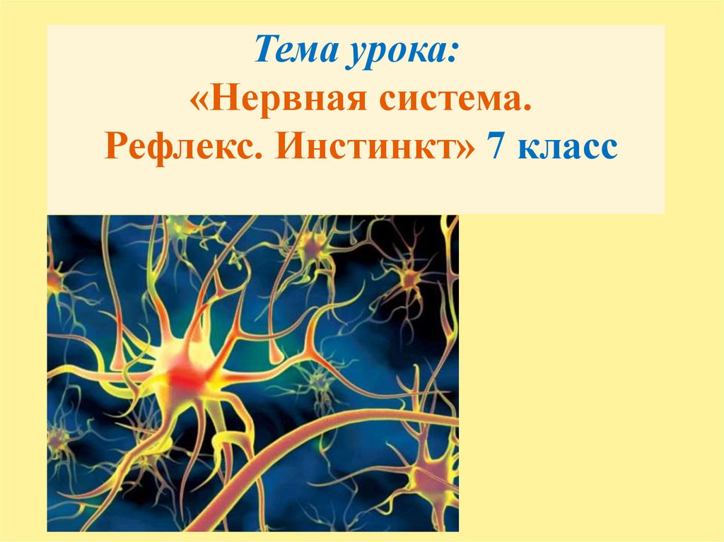 Тест по биологии по теме нервная система