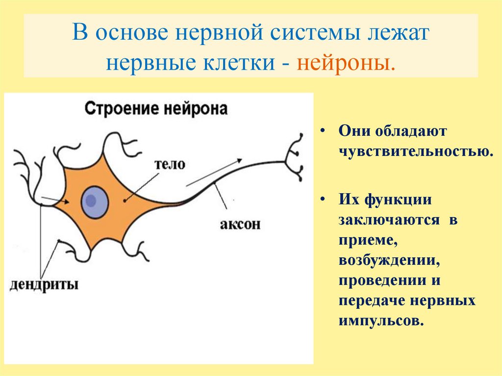 Основа нервной клетки. В основе нервной системы лежат клетки. Проведение нервного импульса разделы биологии. Функции нервных клеток 7. В основе возбуждения и проведения нервного импульса.