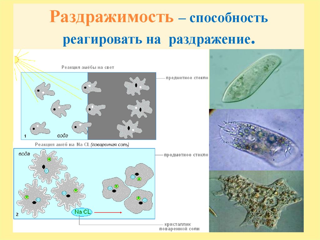 В изображенном на рисунке опыте экспериментатор разместил источник света над водой с живыми амебами