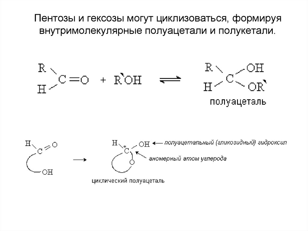 Ди и полисахариды. Циклический полуацеталь. Внутримолекулярные связи в белках. Полуацеталь и полукеталь. Внутримолекулярный полуацеталь.