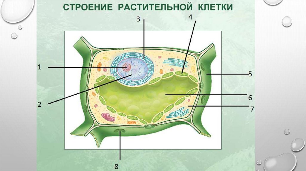 Рисунок растительной клетки с обозначениями 6. Основные структуры растительной клетки. Строение клетки растения биология. Строение растительной клетки растения. Растительные клетки строение растительной клетки.