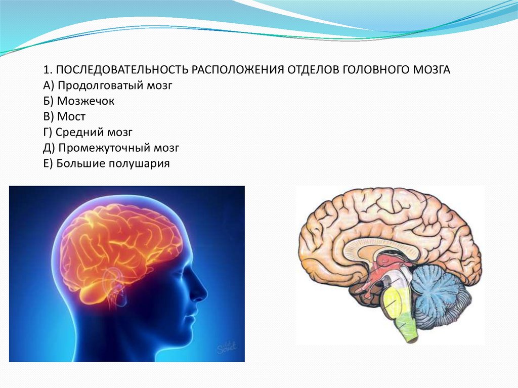 Строение головного мозга презентация 8 класс