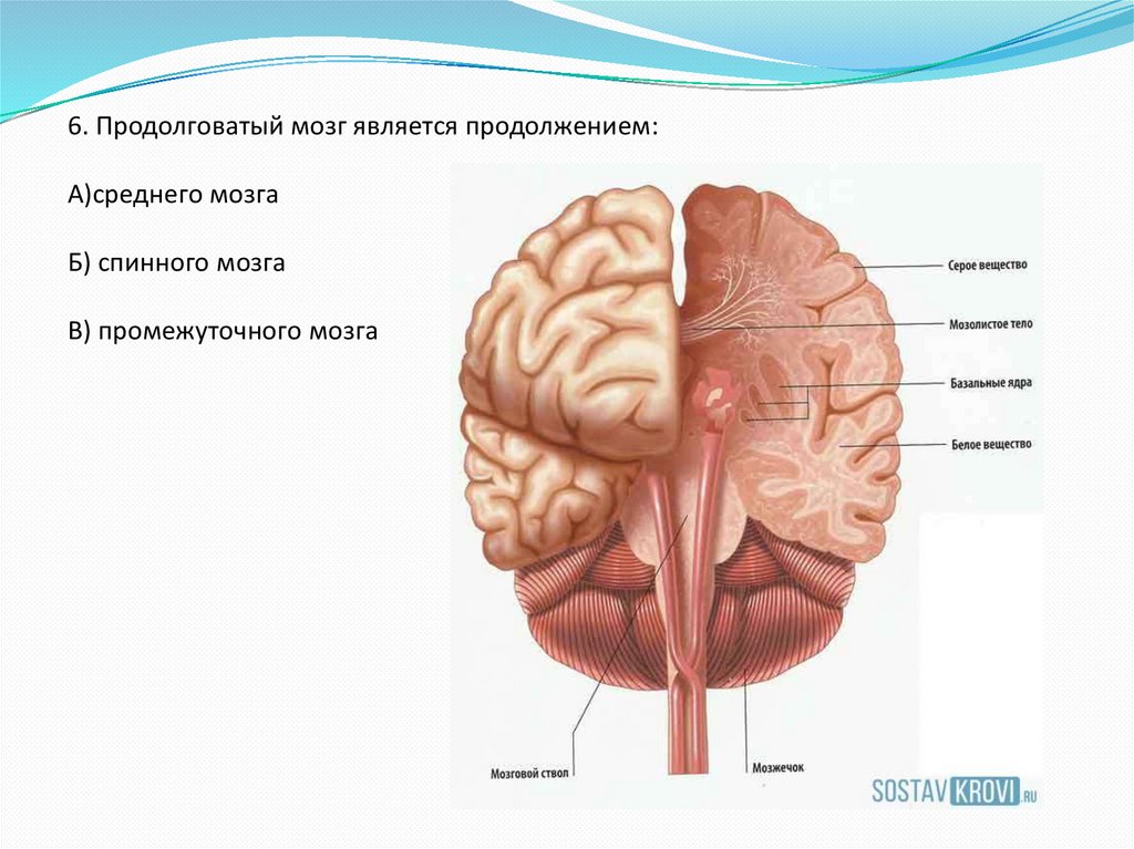 А б мозговой. Продолговатый мозг является продолжением. Возрастные особенности продолговатого мозга. Продолговатый мозг картинка. Продолговатый мозг является продолжением спинного мозга.