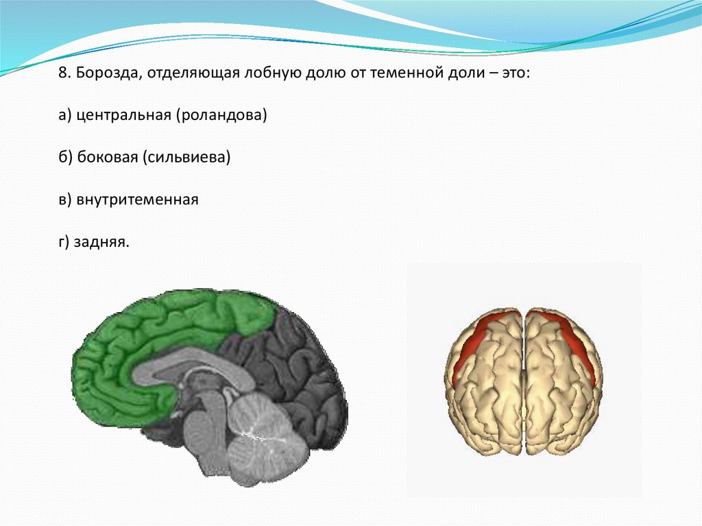 Теменную долю от лобной отделяет борозда. Сильвиева борозда головного мозга. Роландова и сильвиева борозда. Внутритеменная борозда теменной доли. Латеральная сильвиева борозда.