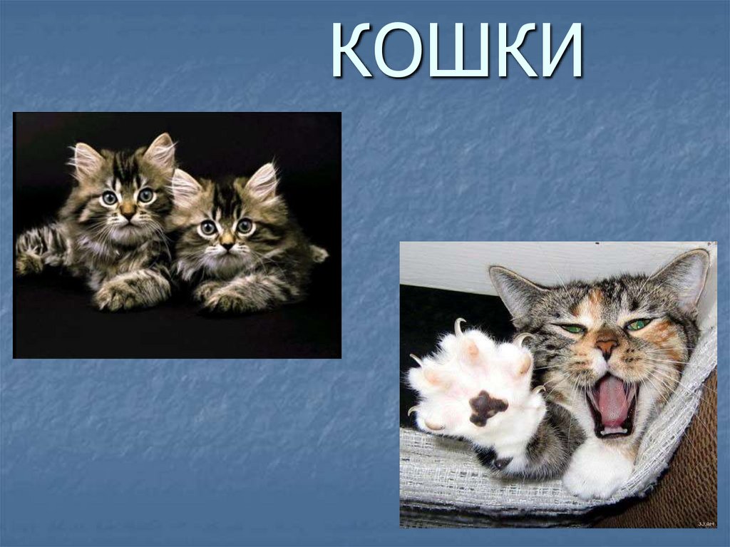 Проект кошки презентация. Презентация про кошек. Котята для презентации. Кошки для презентаций разные. Презентация кошки для дошкольников.