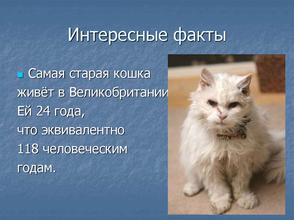 Презентация коты и кошки