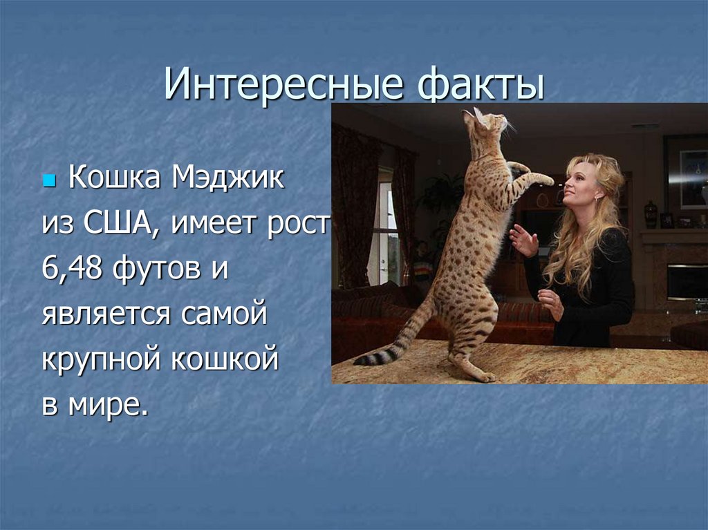 Кошки самое интересное. Кошки интересное. Коты факты. Самые интересные факты о кошках. Кошки интересные факты о кошках.