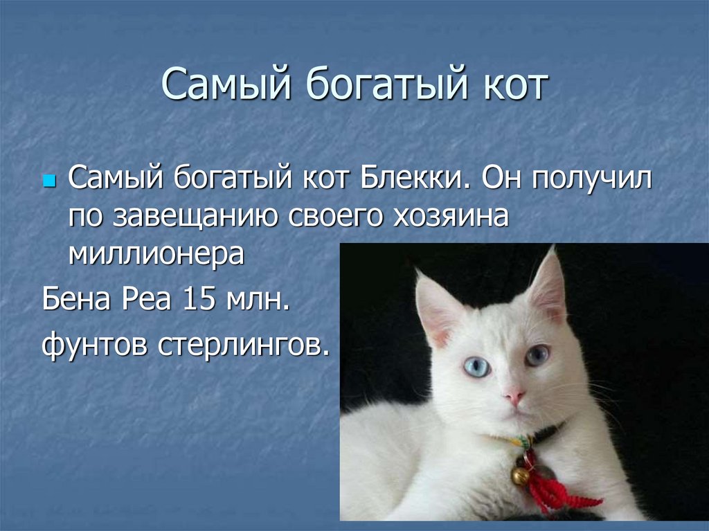 Презентация про кота 1 класс