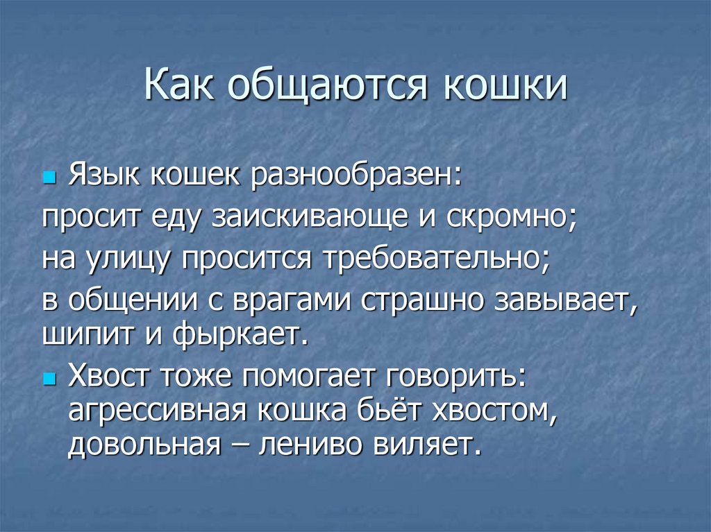 Как общаются кошки