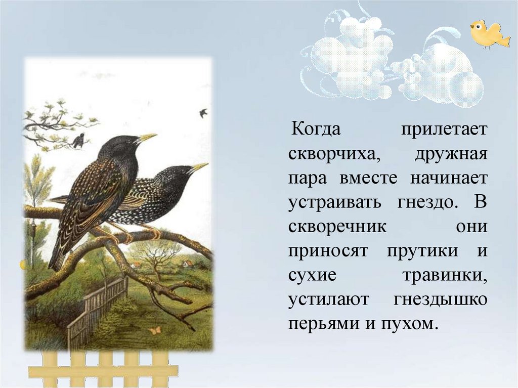 Скворчиха разбор. Когда прилетишь. Скворец, Скворчиха, скворечник. Корень слов. Окончание слов Скворчиха скворчонок скворчата. Корень в слове Скворчиха скворчонок скворчата.