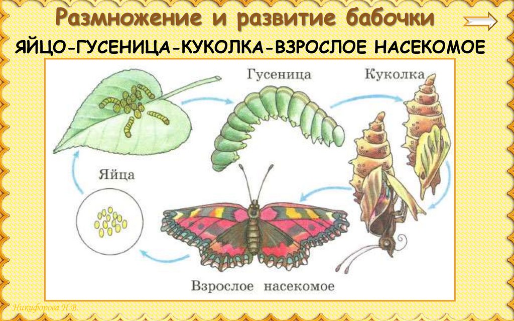 Стадии гусеница бабочка
