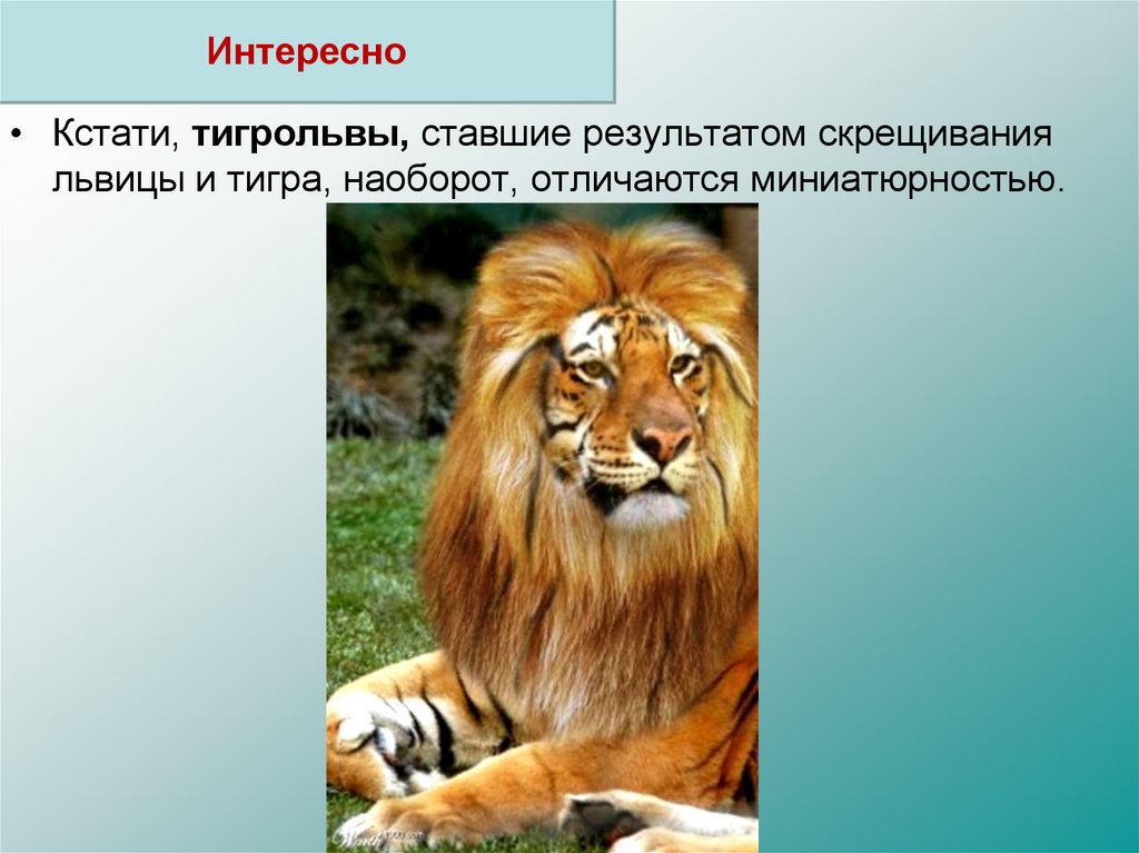 Классификация животного тигра. Систематика животных Лев. Классификация животного тигра 7 класс. Классификация животных на примере тигра.