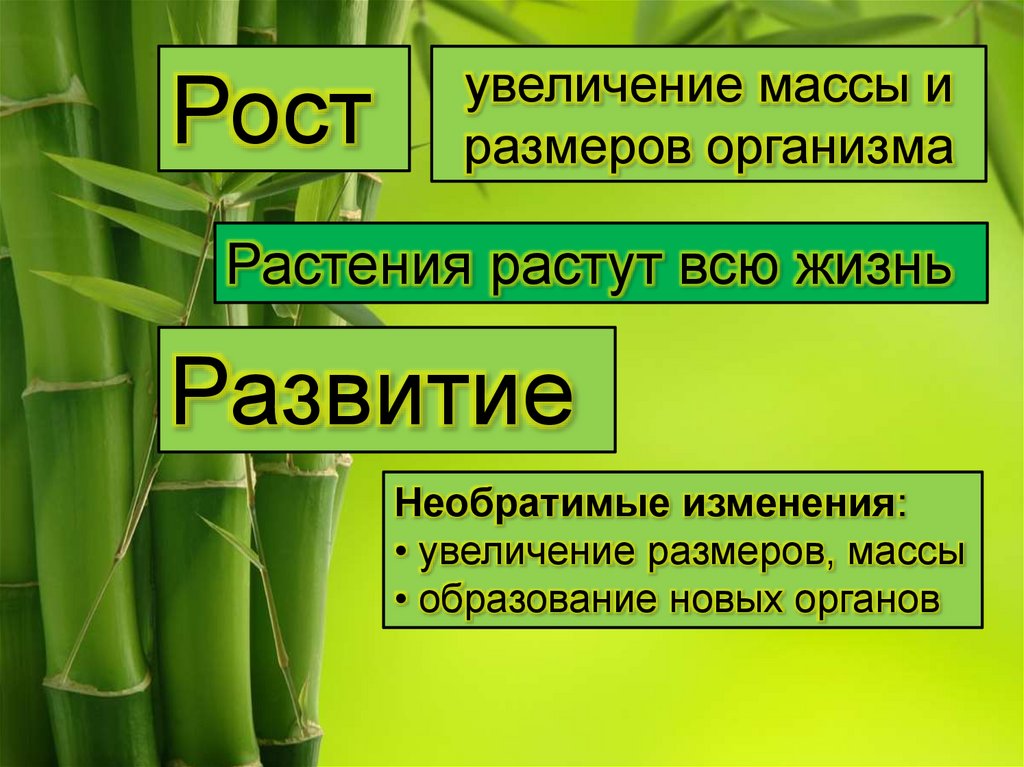 Свойство живого 6 класс. Рост и развитие свойства живых организмов. Рост организма. Рост и развитие это в биологии. Рост это в биологии.