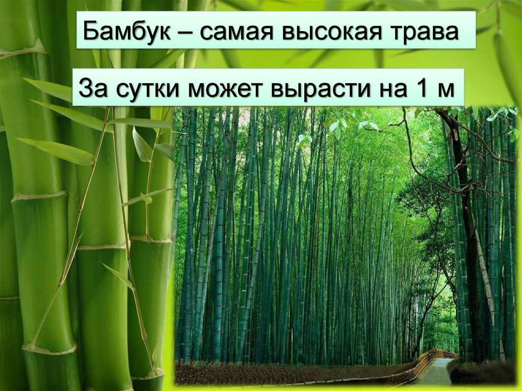 На сколько растет бамбук за сутки. Рост бамбука. Бамбук растет за сутки. Рост бамбука в сутки. Скорость роста бамбука.