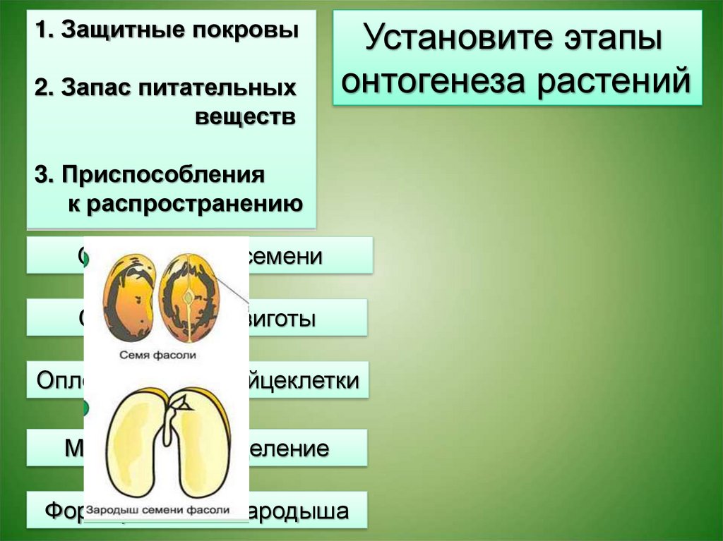 Размножение и индивидуальное развитие организмов. Онтогенез цветковых растений. Этапы онтогенеза растений. Стадии онтогенеза растений. Этапы онтогенеза цветкового растения.