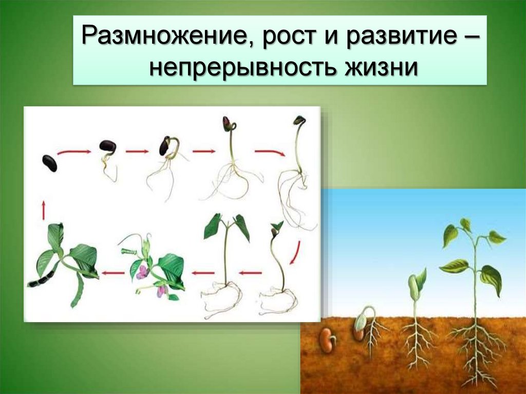Презентация рост и развитие растений 6 класс. Рост развитие размножение. Размножение рост и развитие организмов. Рост и размножение организмов. Развитие растений.