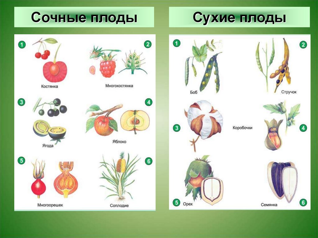 Что является признаком плодов растений. Сочные плоды. Плоды растений. Сухие плоды. Типы плодов сухие и сочные.