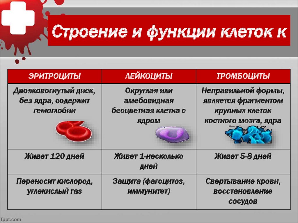 Эритроциты особенности строения