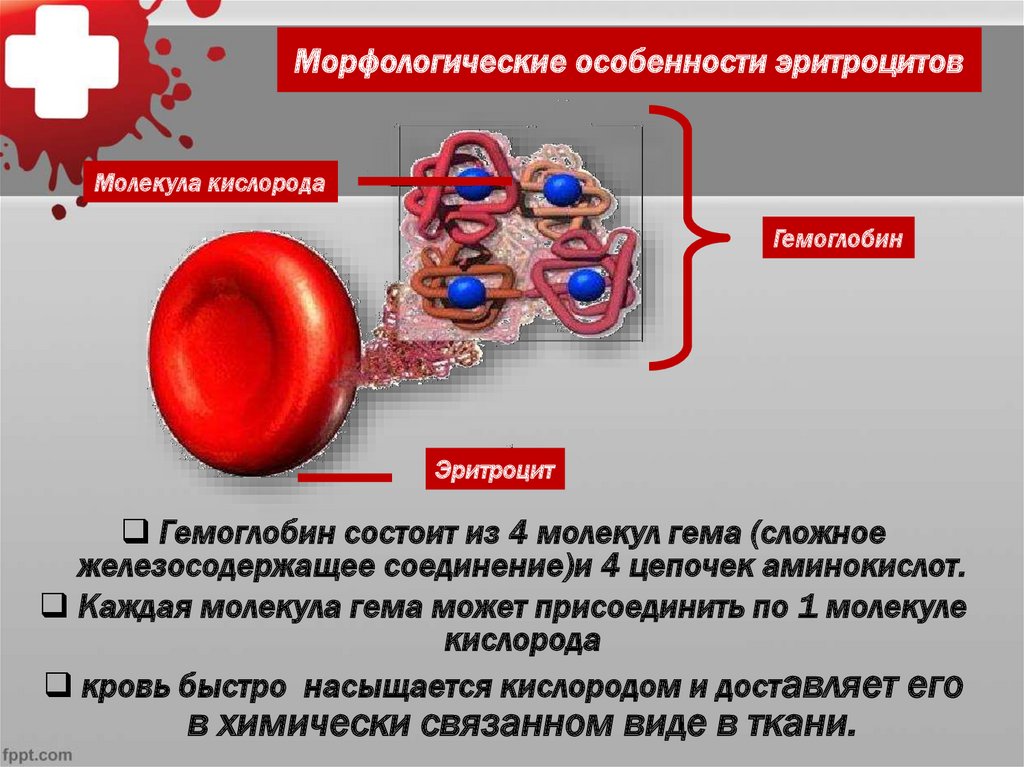 Эритроциты особенности строения