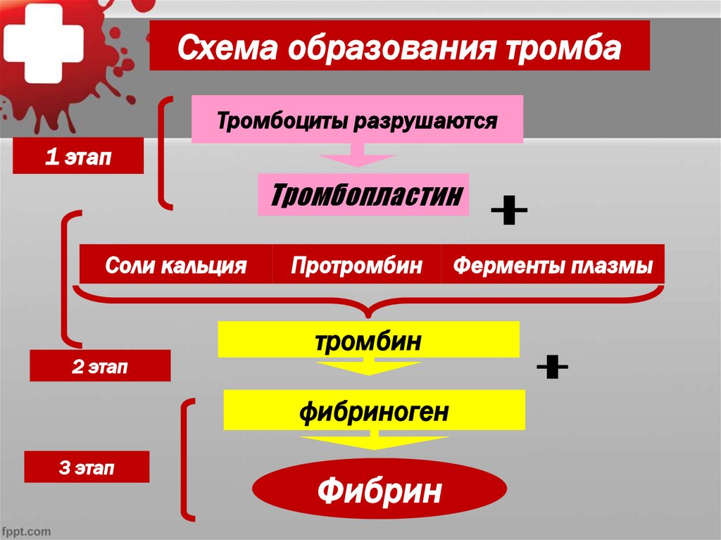 Схема образования кровяного сгустка