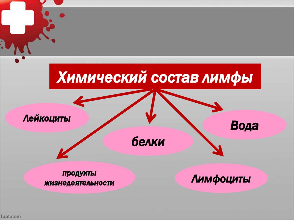 Внутренняя среда лимфа тканевая жидкость