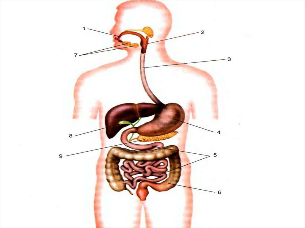 Рисунок пищеварительной