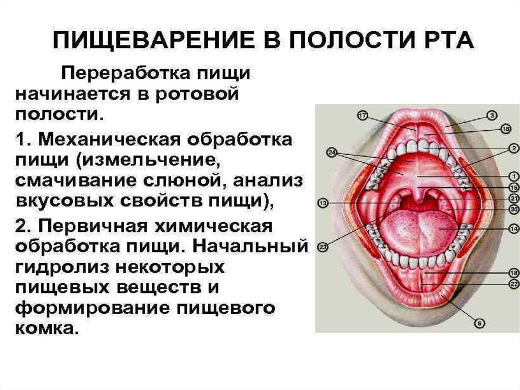 Процессы ротовой полости. Процесс переваривания пищи в ротовой полости. Процесс пищеварения в ротовой полости. Пищеварение в ротовой полости физиология. Краткая информация о процессах пищеварения в ротовой полости.