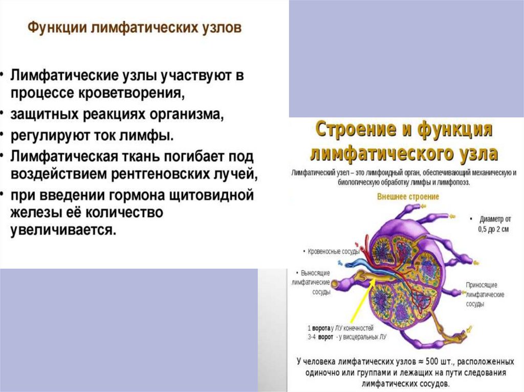 Увеличение лимфатических узлов легких. Приносящие лимфатические сосуды. Лимфатическая система презентация. ВЫНОСЯЩИЕ лимфатические сосуды. Функции лимфатических узлов.