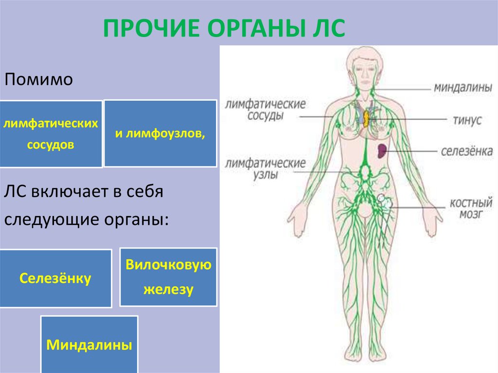 Лимфа включает. Лимфатическая система схема движения лимфы. Строение лимфатической системы человека. Схема лимфатических сосудов человека. Функции лимфатической системы в организме человека.