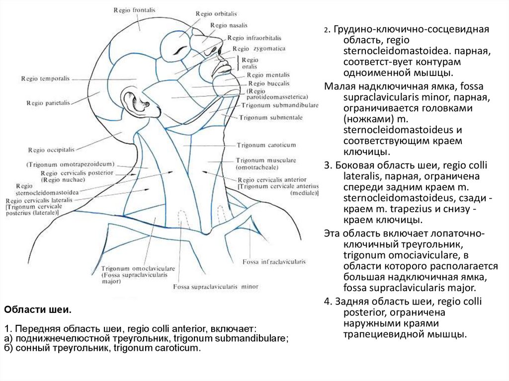 Затылок область. Название областей головы. Области головы анатомия головы человека. Секционная анатомия головы.