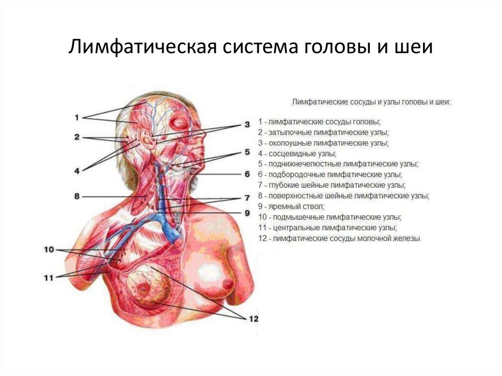 Лимфатическая система головы и шеи