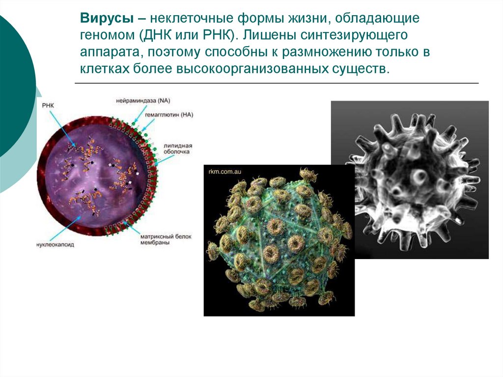 Неклеточное строение вирусов. Неклеточные формы жизни. Неклеточные структуры организма. Вирусы неклеточные формы жизни. Неклеточные структуры клетки.