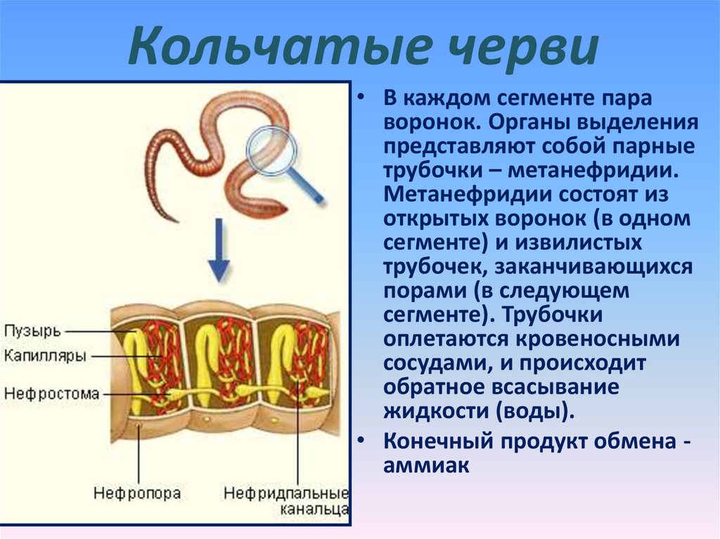 Эволюция выделительной системы у животных презентация