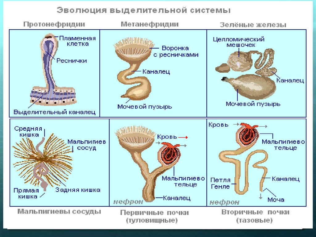 Эволюция выделительной системы презентация