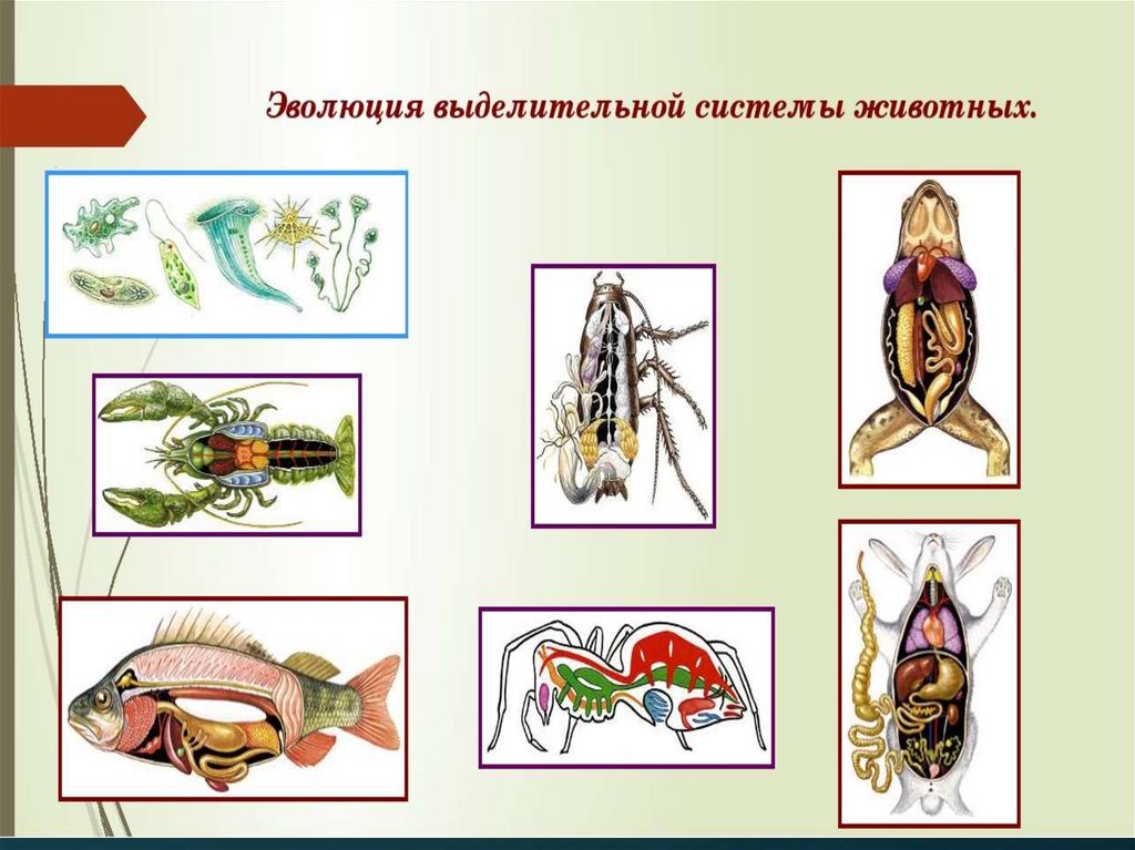 Эволюция выделительной системы у животных презентация