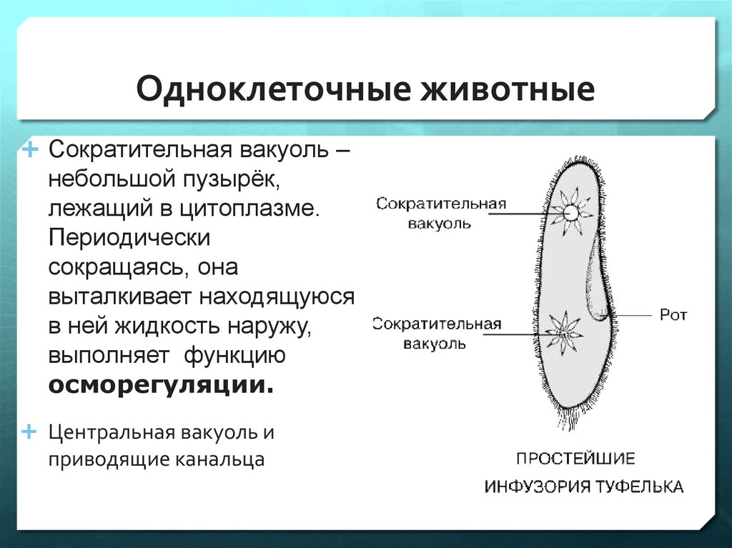 Две сократительные вакуоли. Эволюция выделительной системы системы животных. Органы выделения: сократительная вакуоль, выделительные. Выделительно-ограничительную частицу. Выделительные системы животных ЕГЭ.