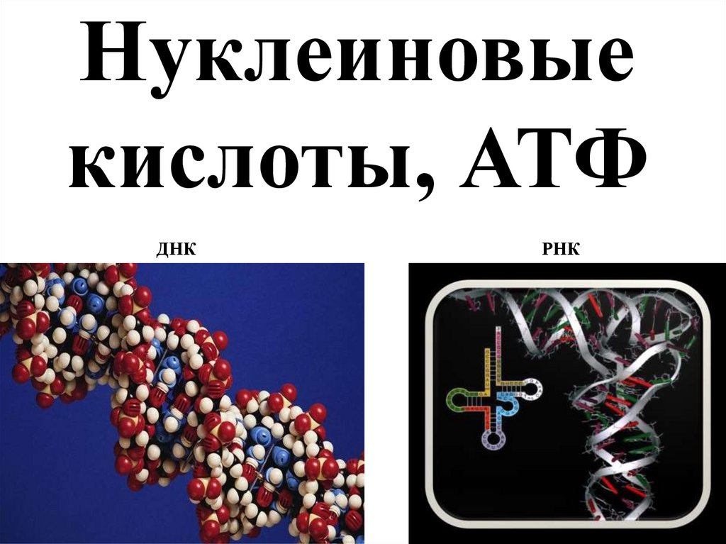 Нуклеиновая кислота тема. Нуклеиновые кислоты АТФ. Нуклеиновые кислоты ДНК РНК АТФ. Строение ДНК РНК АТФ. Строение нуклеиновых кислот АТФ.