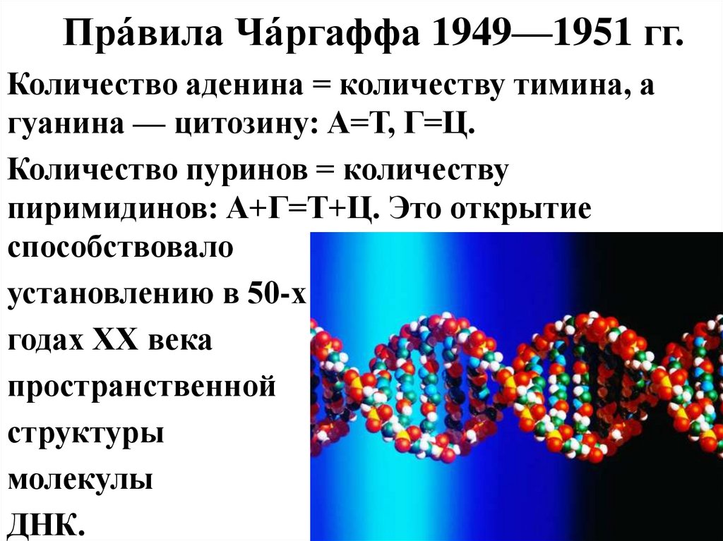 А т ц г рнк. Правило Чаргаффа для ДНК И РНК. Закон Чаргаффа биология. Правило Чаргаффа для ДНК. Нуклеиновые кислоты правило Чаргаффа.