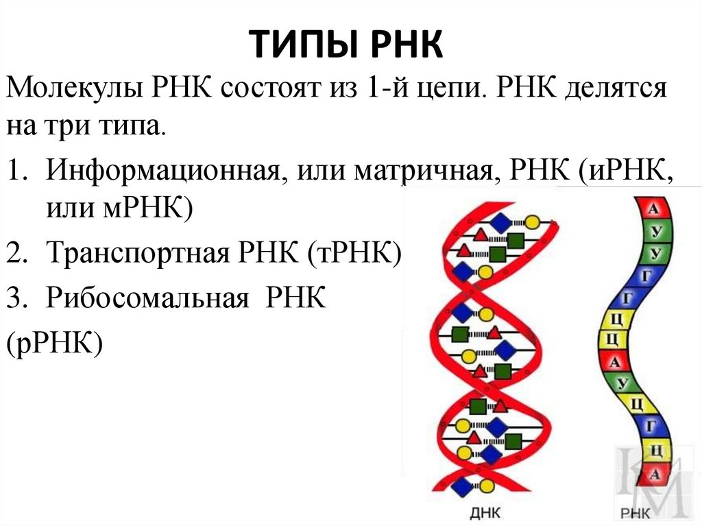 4 виды рнк. Схема структуры РНК. Цепочка РНК строение. Строение молекулы ИРНК. РНК рисунок.