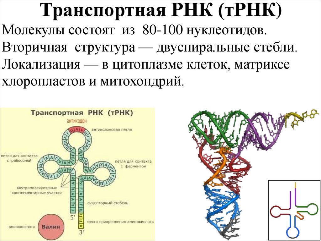 Описание молекул рнк. ТРНК строение и функции. Формула вторичной структуры ТРНК. Вторичная структура молекулы ТРНК. Структурная формула ТРНК.