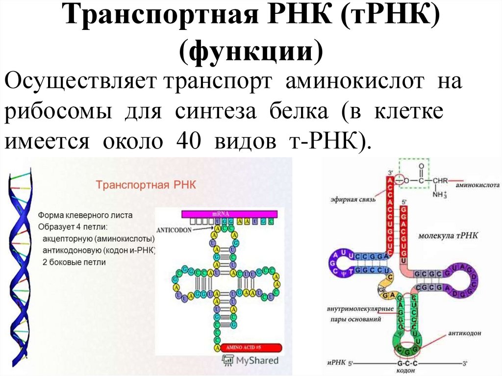 Описание молекул рнк. Транспортная РНК двухцепочечная. Структура молекулы т РНК. Структура ИРНК ТРНК РРНК. Строение и функции ИРНК.