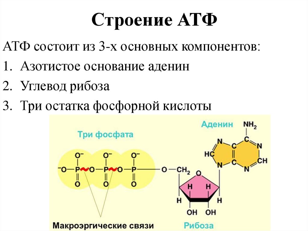 3 строение атф. АТФ И АДФ строение функции. АТФ хим структура. Химическая структура АТФ. Структурная молекула АТФ.