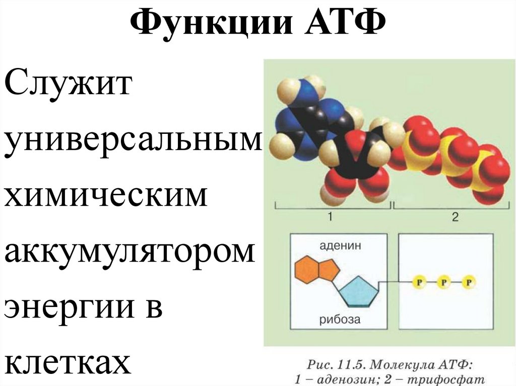Молекулы атф выполняют. АТФ строение и функции. Функции молекулы АТФ. Биологические функции АТФ.