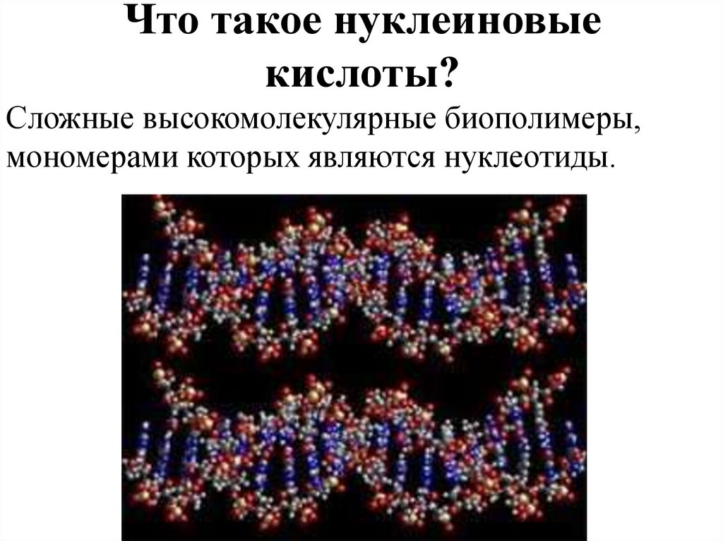 Нуклеиновые кислоты состоят из молекул. Нуклеиновые кислоты. Нуклеиновые кислоты презентация. Биологические полимеры нуклеиновые кислоты. Нуклеиновые кислоты это биополимеры.