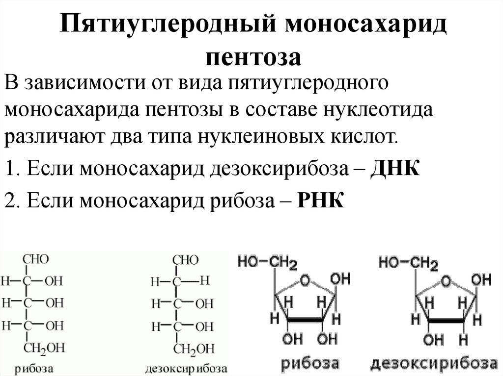 Нуклеиновые кислоты моносахариды. Строение нуклеотидов ДНК пентоза. Строение молекулы пентозы. Пятиуглеродный моносахарид. Пентоза рибоза.