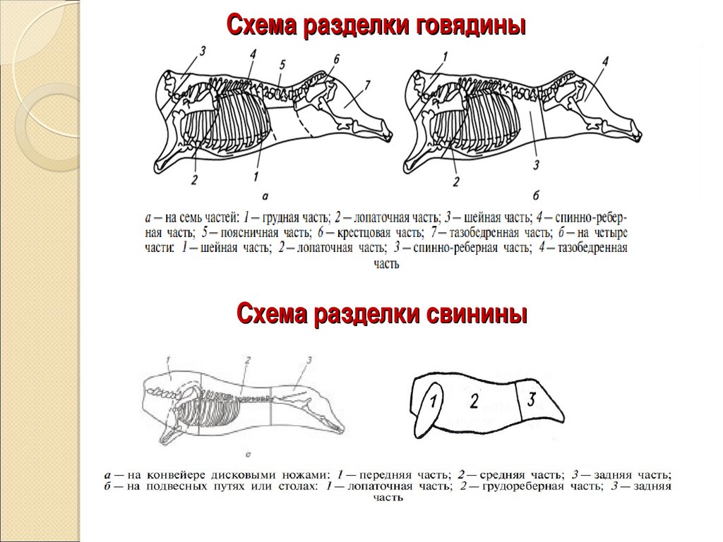 Разруб задней части говядины схема