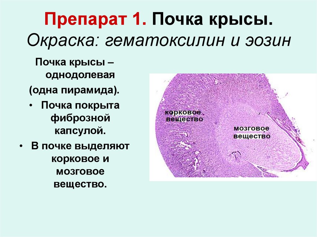 Пирамида мозгового вещества