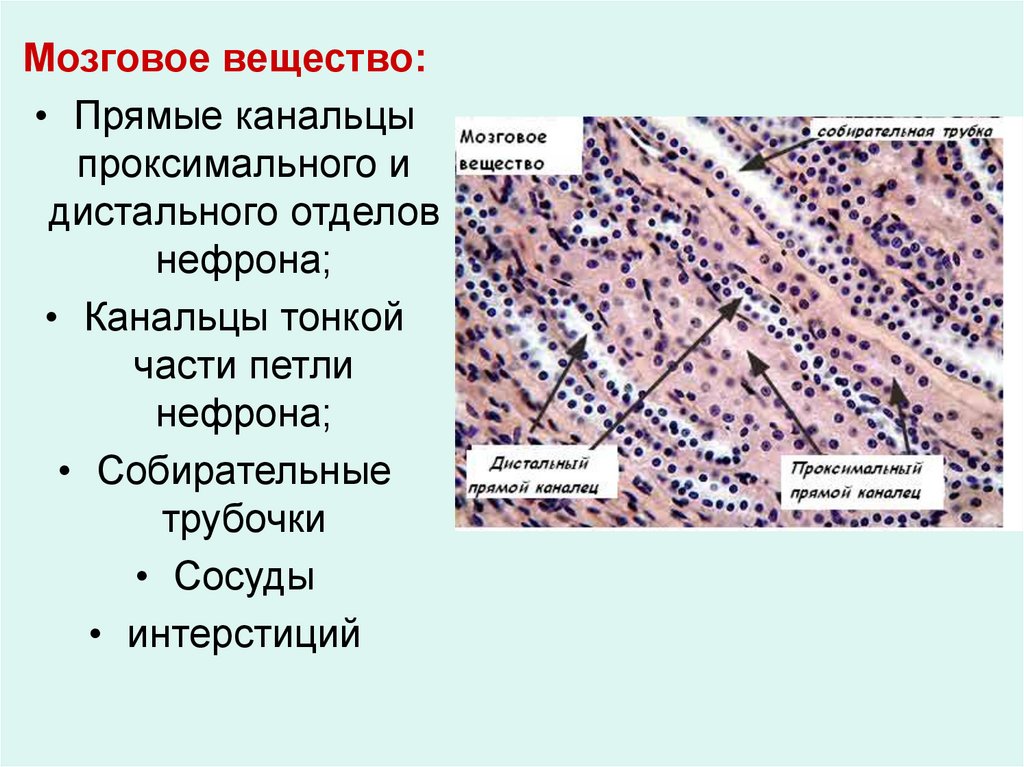 Вещество головного мозга