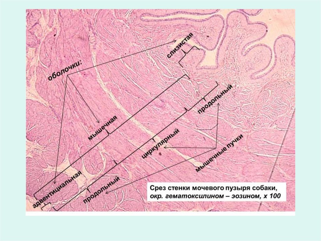 Стенка пузыря. Мочевой пузырь гистология препарат. Срез мочевого пузыря гистология. Мочевой пузырь собаки гистология препарат. Стенка мочевого пузыря гистология.