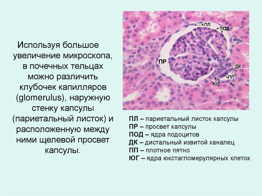 Функции мозгового вещества почки